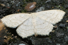 Scopula limboundata