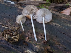 Pluteus longistriatus