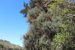 Tristerix corymbosus
