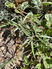 Euphorbia exstipulata