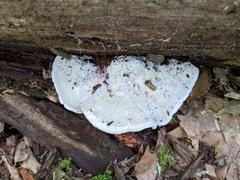 Amaropostia stiptica