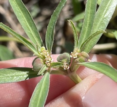 Euphorbia exstipulata