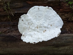 Amaropostia stiptica