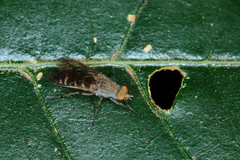 Therevinae