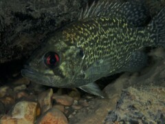 Ambloplites rupestris