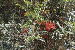 Tristerix corymbosus