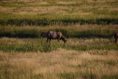 Cervus canadensis canadensis