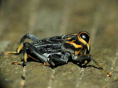 Zygops