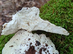 Amaropostia stiptica