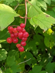 Viburnum opulus opulus