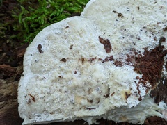 Amaropostia stiptica