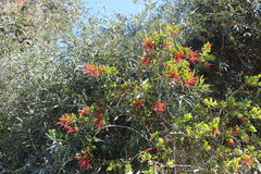Tristerix corymbosus