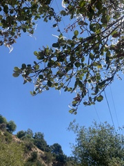 Cercocarpus betuloides