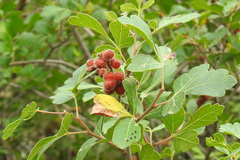 Rhus aromatica