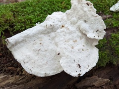 Amaropostia stiptica