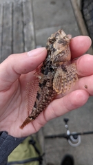 Artedius harringtoni