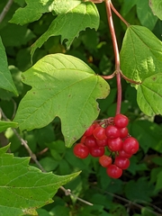 Viburnum opulus opulus