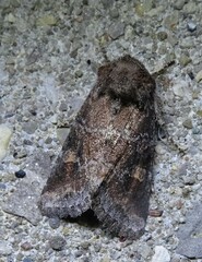 Lacinipolia meditata