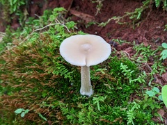 Entoloma strictius