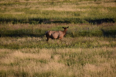Cervus canadensis canadensis