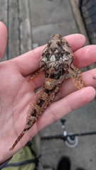 Artedius harringtoni