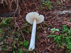 Entoloma strictius