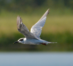 Thalasseus sandvicensis