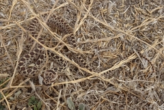 Pituophis catenifer catenifer