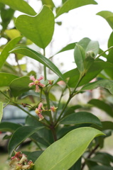 Euonymus cochinchinensis