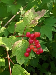 Viburnum opulus opulus
