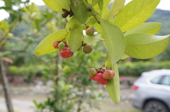 Euonymus cochinchinensis