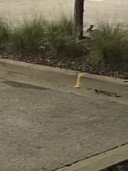 Sylvilagus floridanus