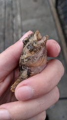 Artedius harringtoni