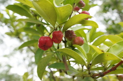 Euonymus cochinchinensis