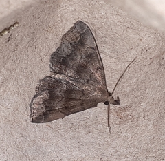 Phalaenostola larentioides