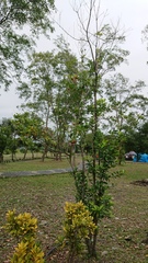 Euonymus cochinchinensis