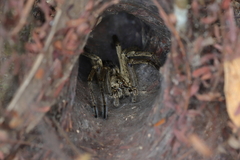 Aglaoctenus lagotis