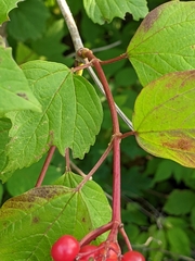 Viburnum opulus opulus