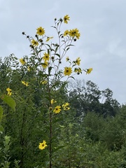 Helianthus giganteus