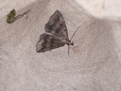 Phalaenostola larentioides