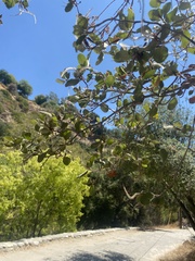 Cercocarpus betuloides