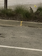 Sylvilagus floridanus