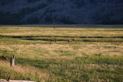 Cervus canadensis canadensis