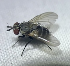 Microphthalma disjuncta
