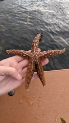 Evasterias troschelii