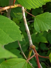 Viburnum opulus opulus