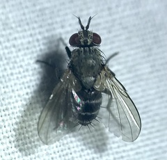 Microphthalma disjuncta