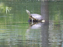 Trachemys venusta iversoni