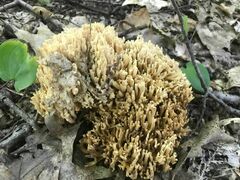 Clavaria