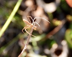 Tetragnatha extensa